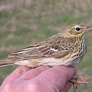 Trädpiplärka, Sundre 20050509